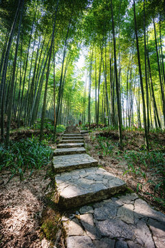 竹林竹海石板小路自然风光