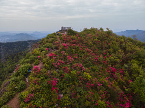 杜鹃花开