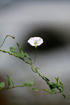 田旋花