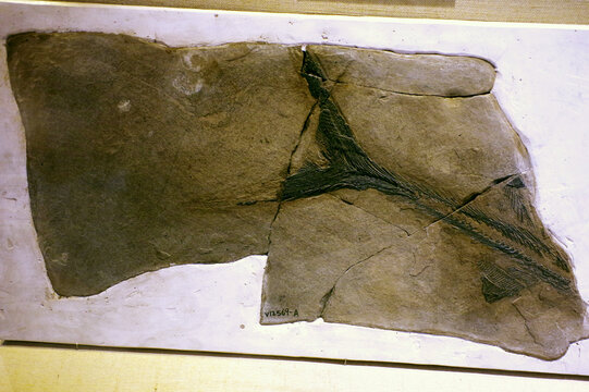 刘氏比耶鱼骨骼化石标本