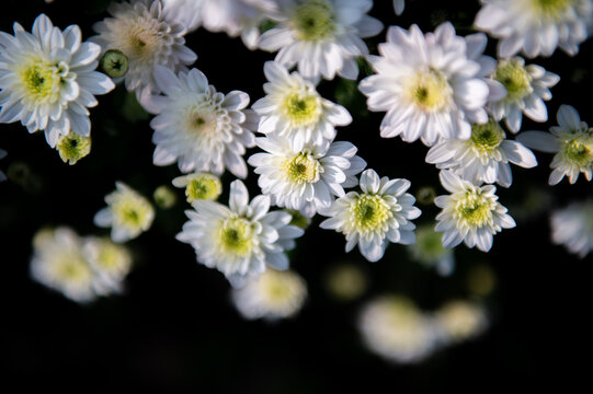 白色小菊花