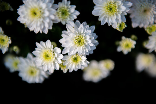 白色小菊花