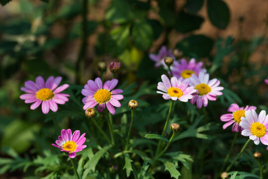 格桑花