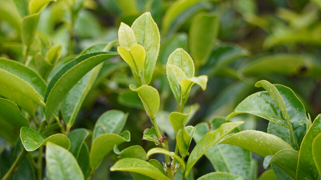 茶葉