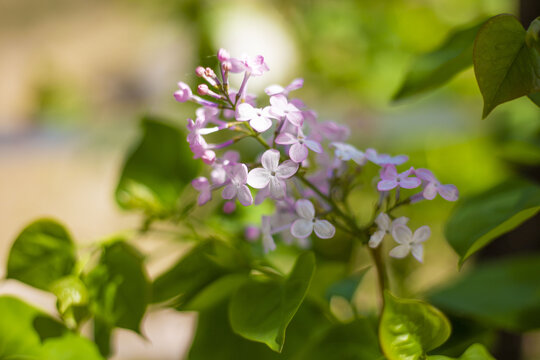 丁香花