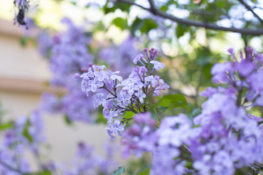 丁香花