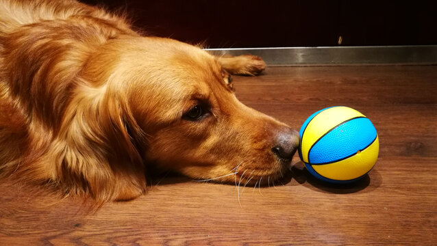 狗狗与球