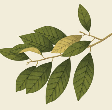 葉子插畫