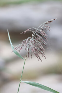 芦苇