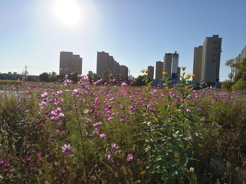 格桑花