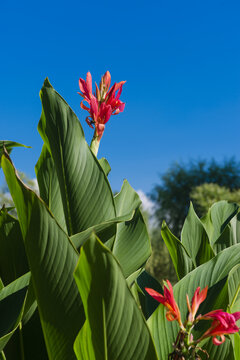 美人蕉花