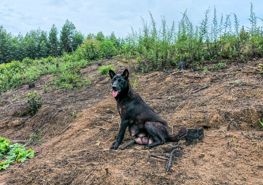 中华田园犬