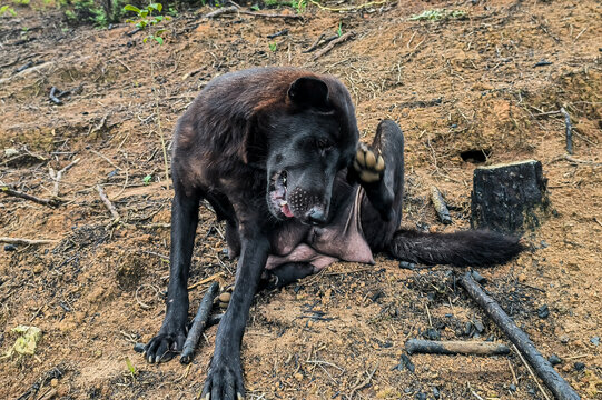 中华田园犬