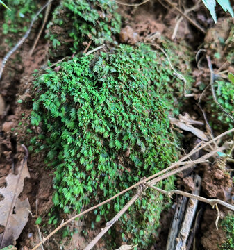 苔藓