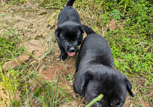 小黑狗