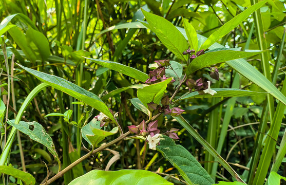 白花灯笼