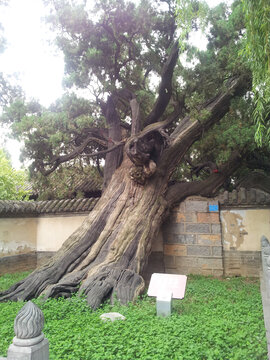 登封嵩阳书院少林寺古树