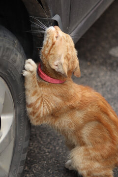 中华田园猫