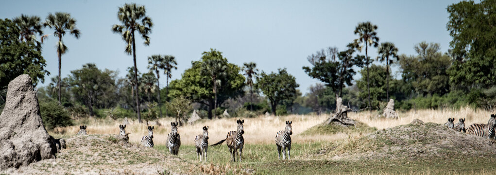 非洲草原上奔跑的斑马