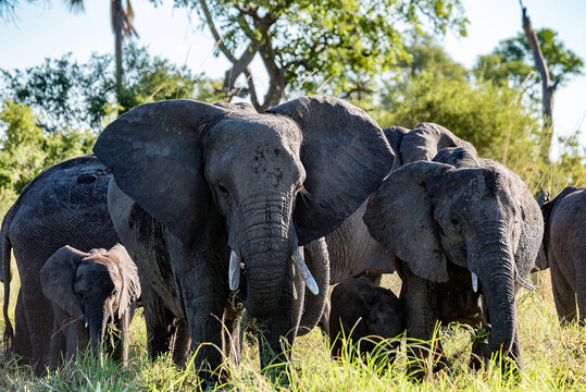 大象群居搬迁大象近照