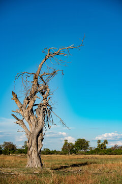 非洲大草原上的一棵枯树