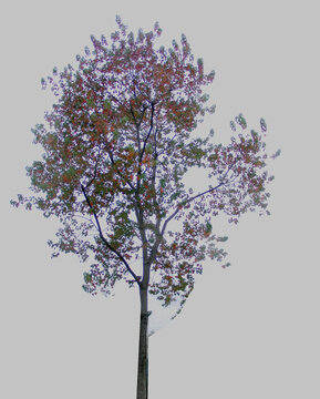 秋天一颗乌桕树