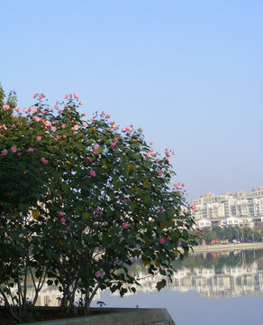 小区旁芙蓉花开