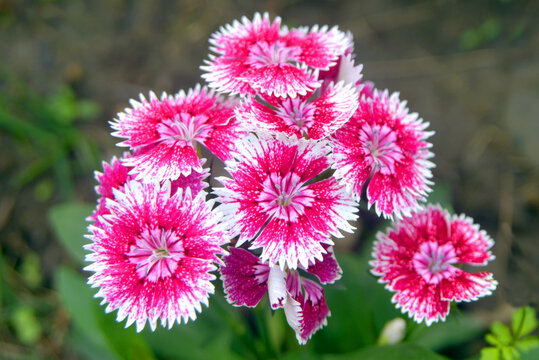 一丛石竹花朵