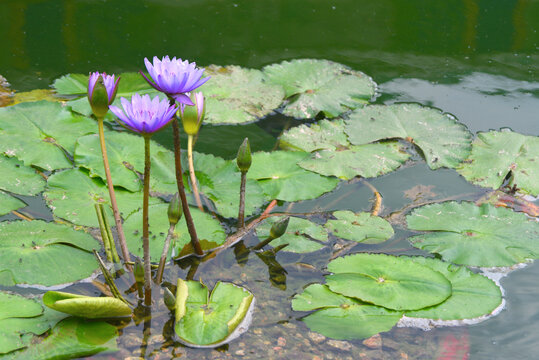 广东深圳赤湾天后宫莲池莲花