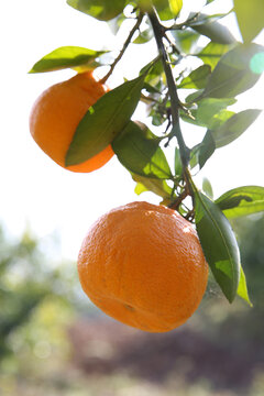 树上成熟的橘子