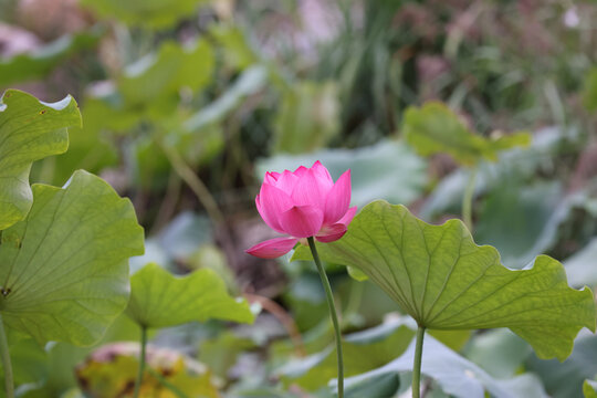 高清荷花摄影