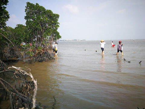 红树林赶海