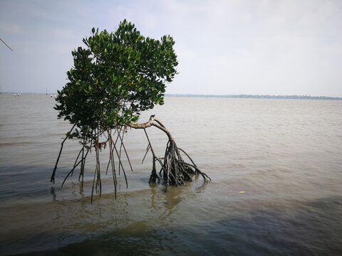 海南红树林