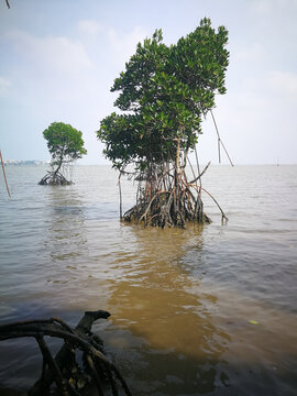 海南红树林