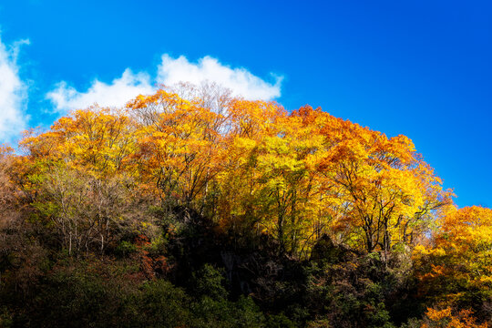 巴中光雾山红叶