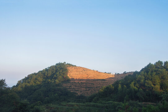 高山开茶园