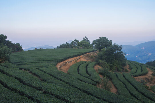 福建茶园旅拍