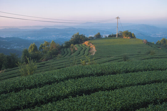 高山乌龙茶园