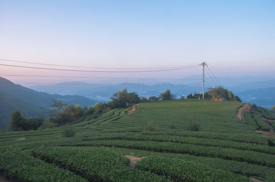 福建茶山秋天傍晚