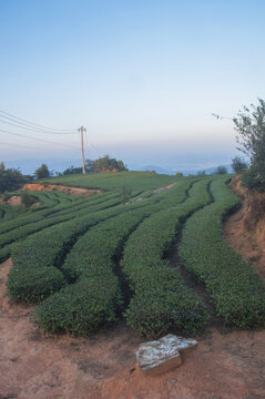 福建有机茶茶田