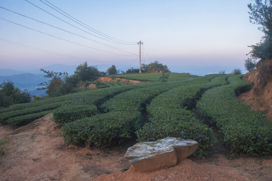 生态有机茶茶田