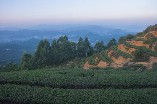 秋色茶山