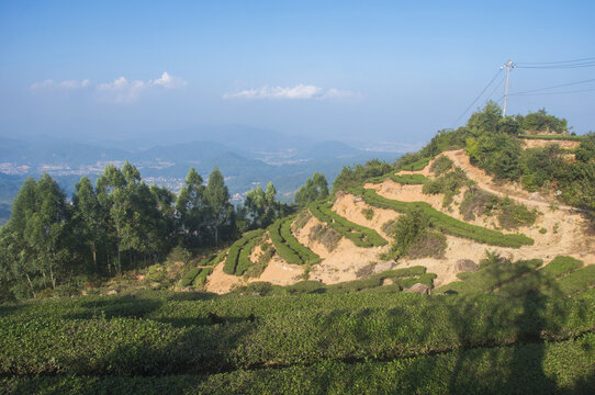 福建泉州高山茶园