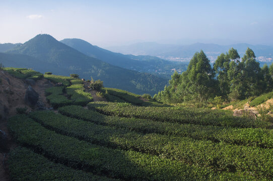 茶山茶田