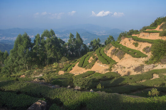 高山乌龙茶茶叶基地