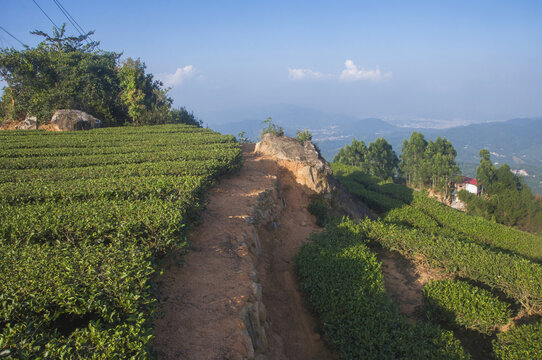 高山山地茶园风景掠影