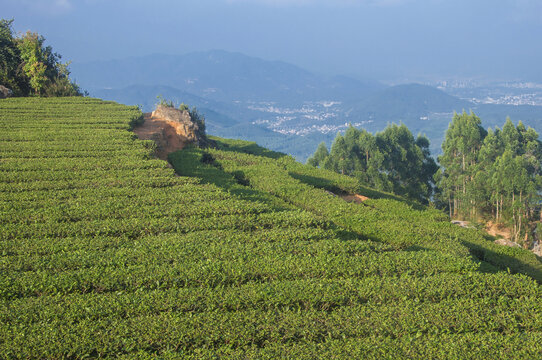 茶山茶叶茶园风光