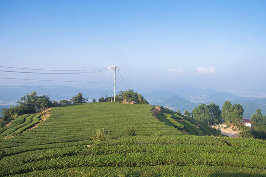 茶园素材图片