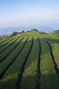 茶田风景美图