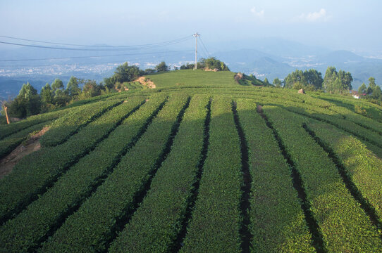 闽南高山茶茶田